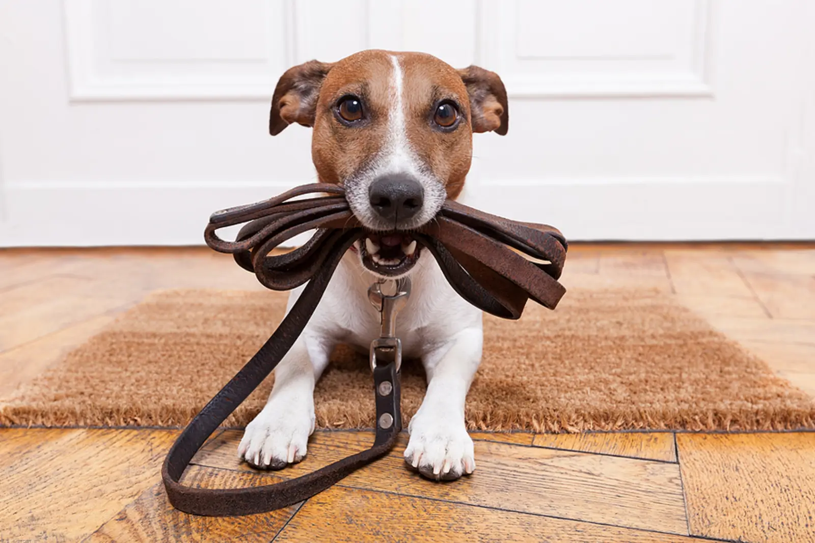 Pet Policy, Profit, and Protection: A Landlord’s Guide for Layton Rentals